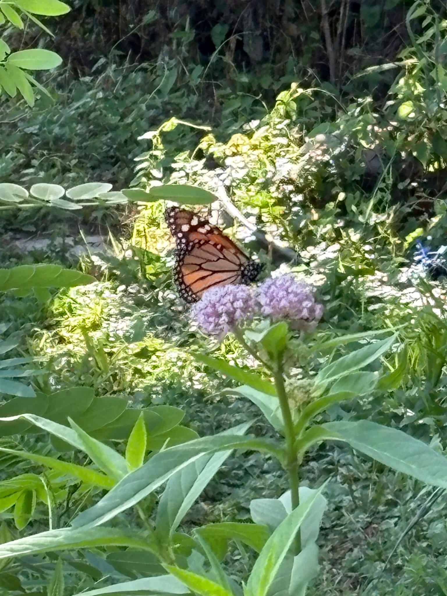 Monarch butterfly feeding on a pink flower in the Butterfly Garden.