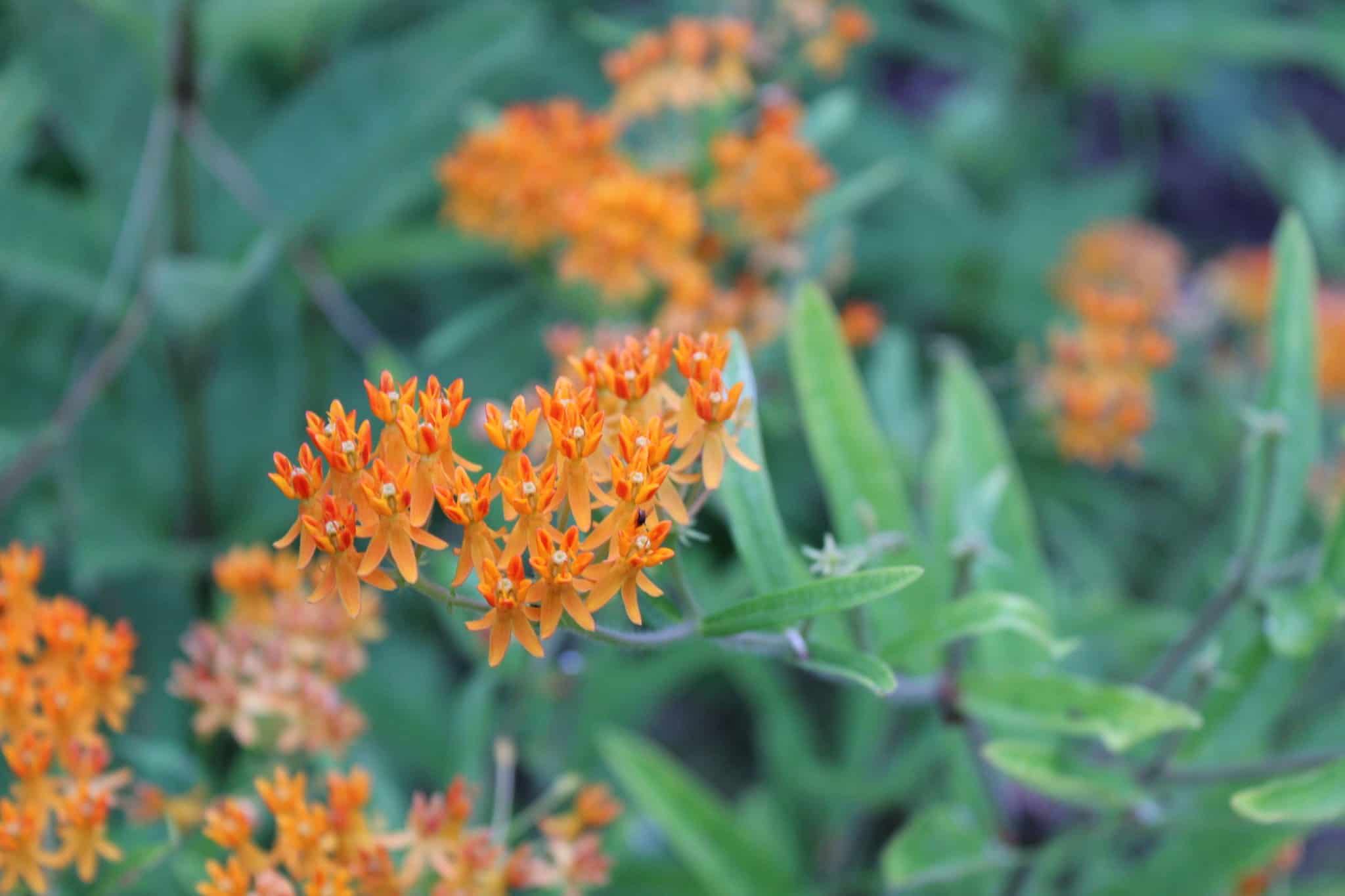Orange butterfly weed flowers growing in the Butterfly Garden.