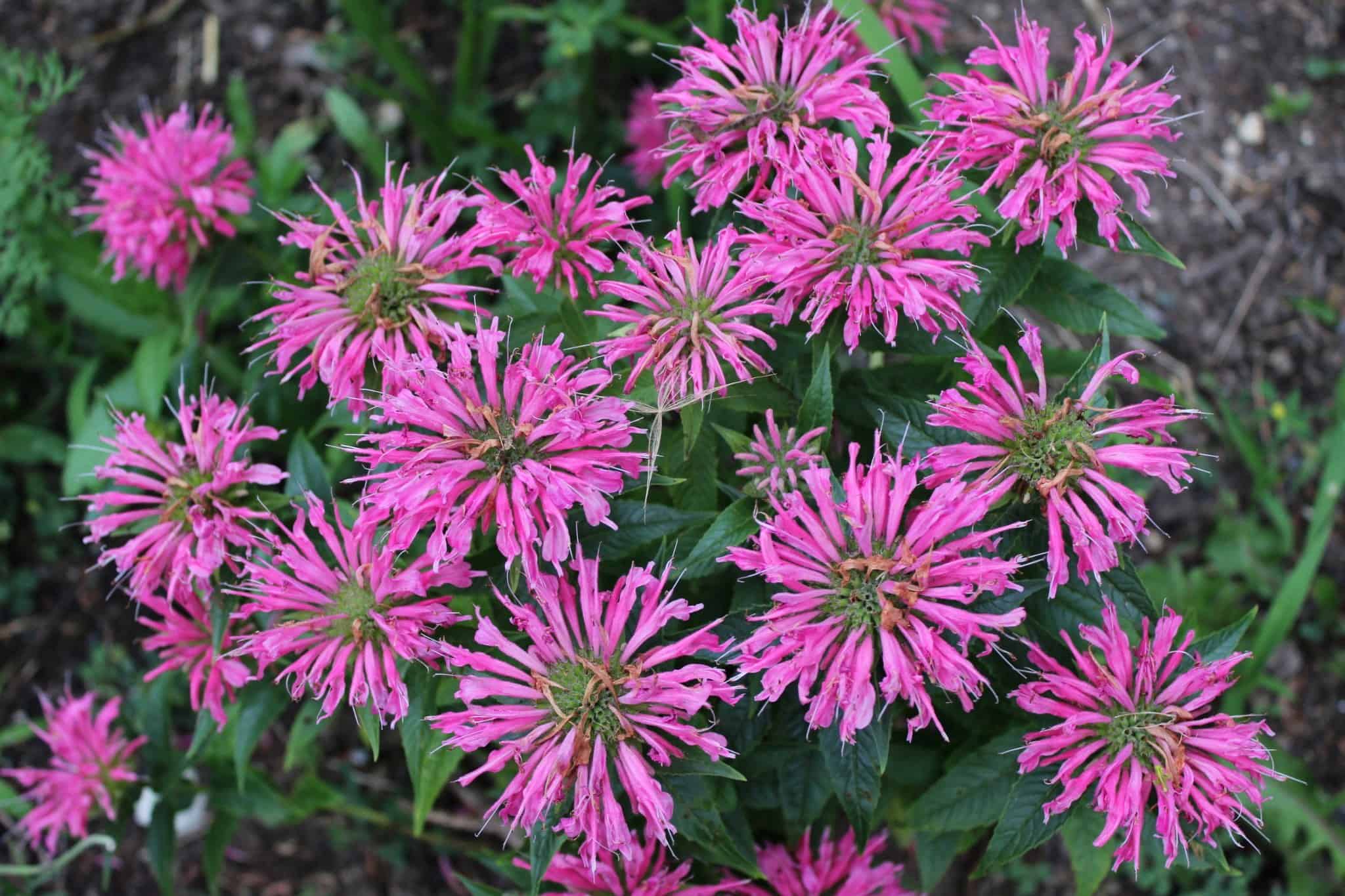 Pink bee balm Monarda flowering in the Butterfly Garden.