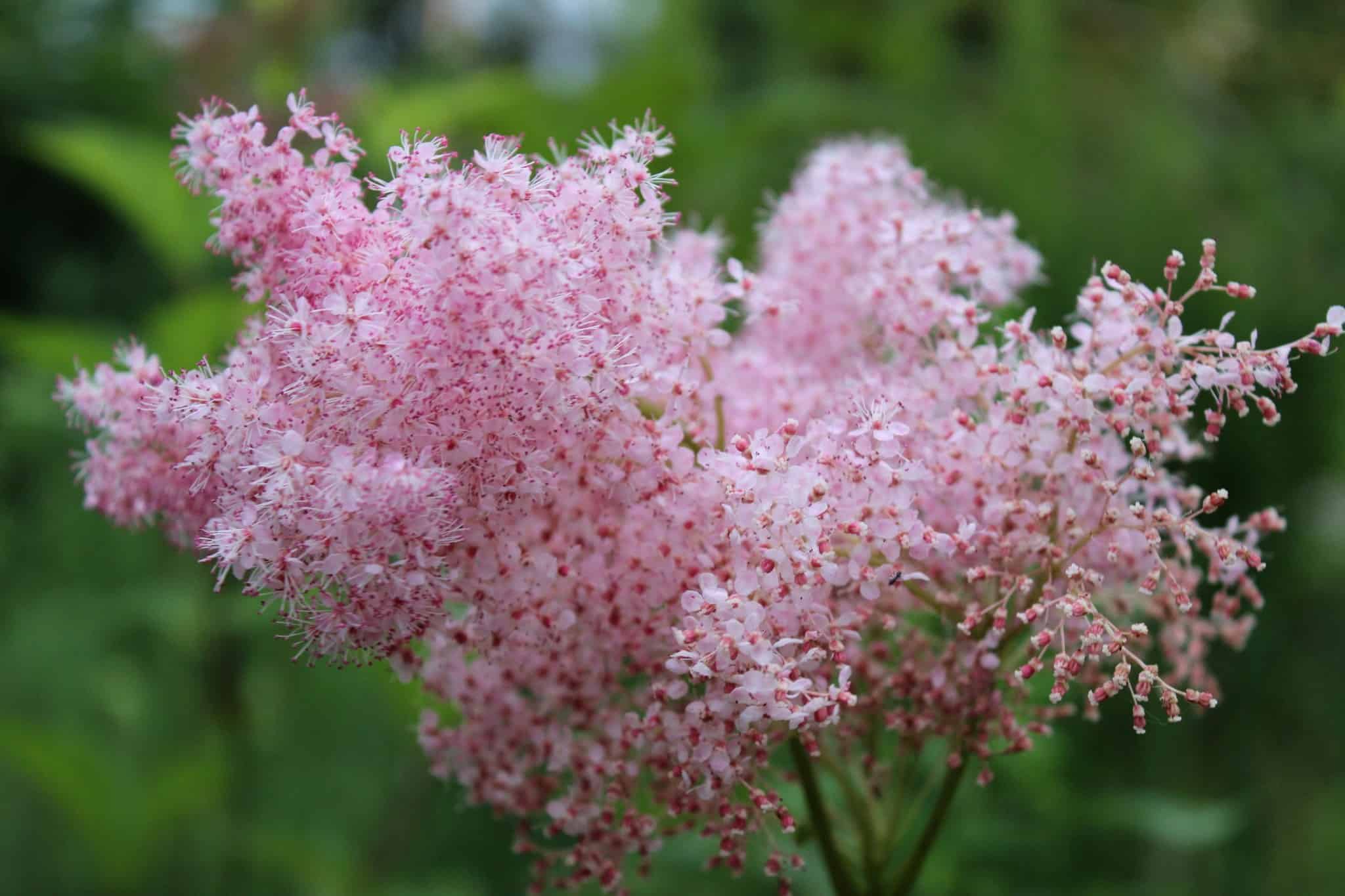 Soft pink meadowsweet flowers blooming in the Butterfly Garden.