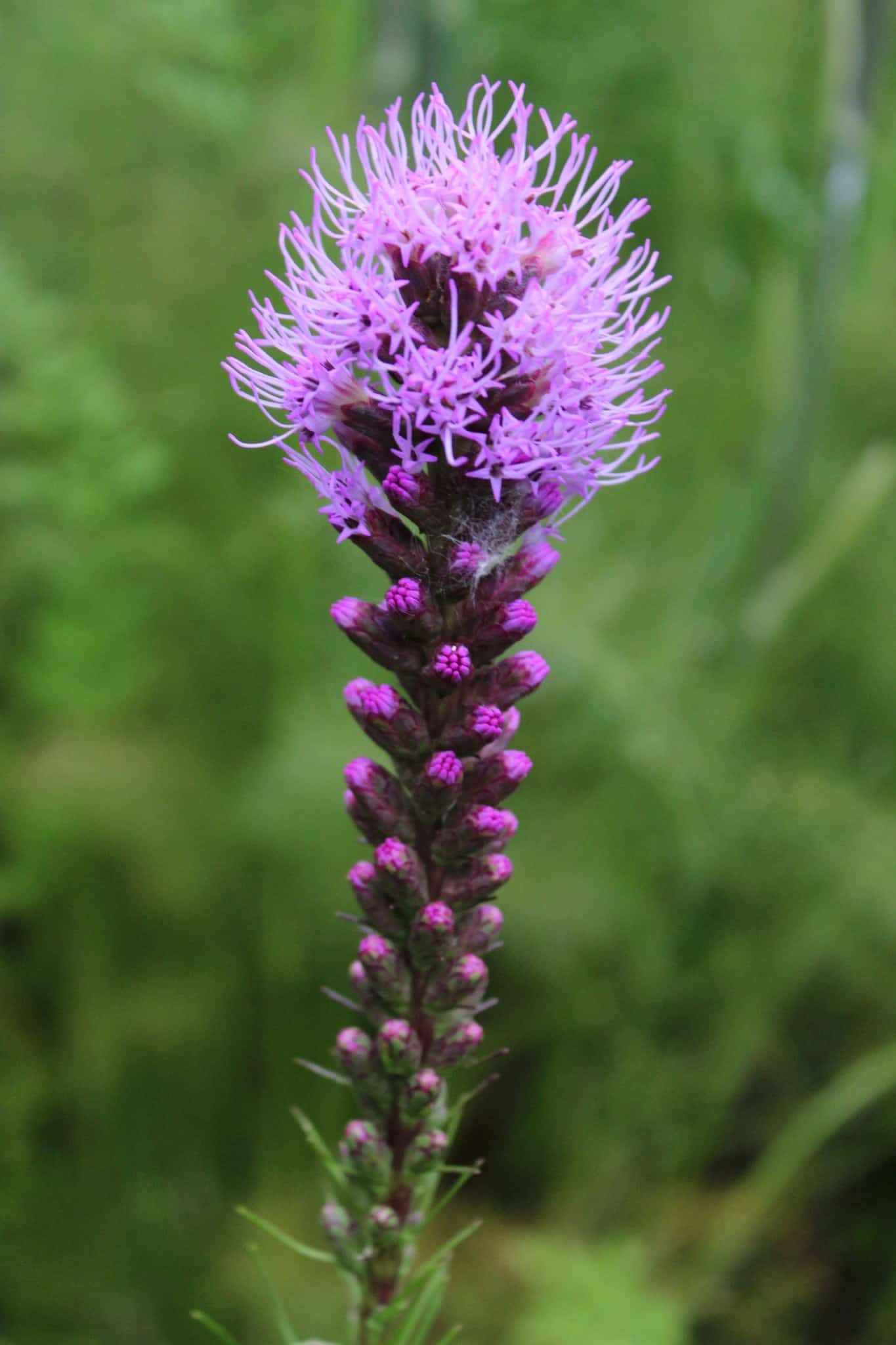 Purple blazing star Liatris flowering in the Butterfly Garden.