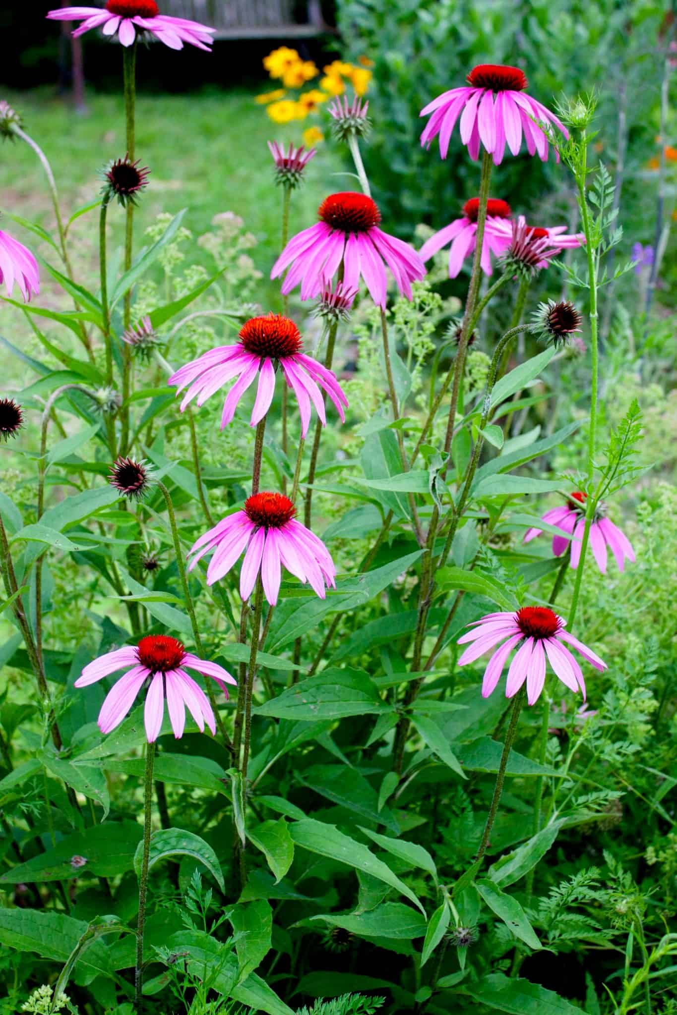 Purple coneflowers growing in the Butterfly Garden at Exotic Gardening Farm and Wildlife Habitat.