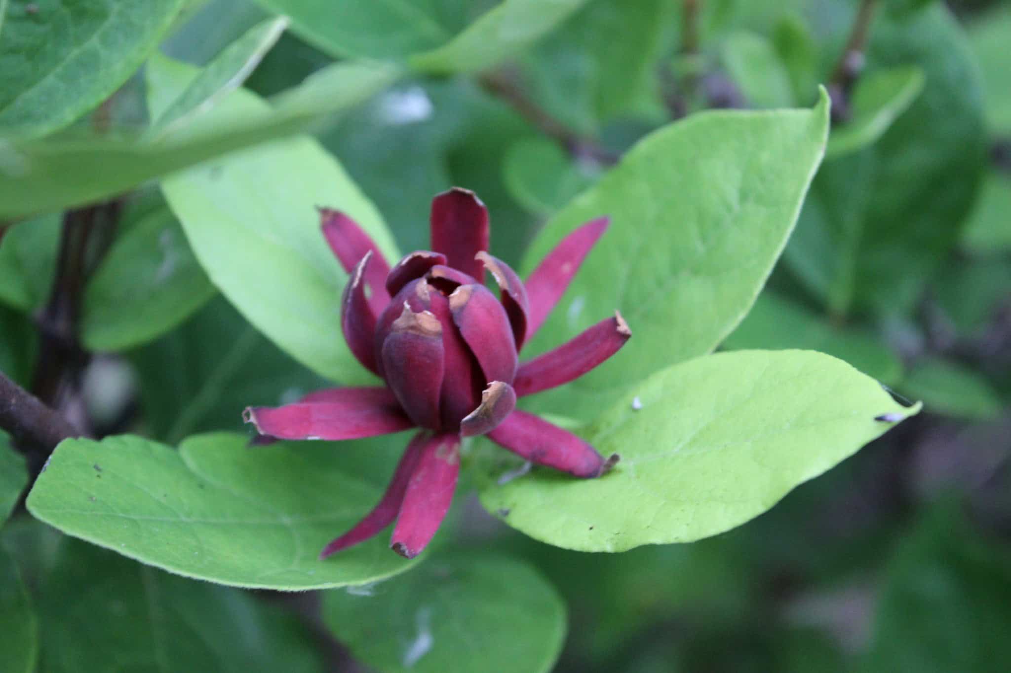 Deep red sweetshrub flower surrounded by green foliage in the Butterfly Garden.