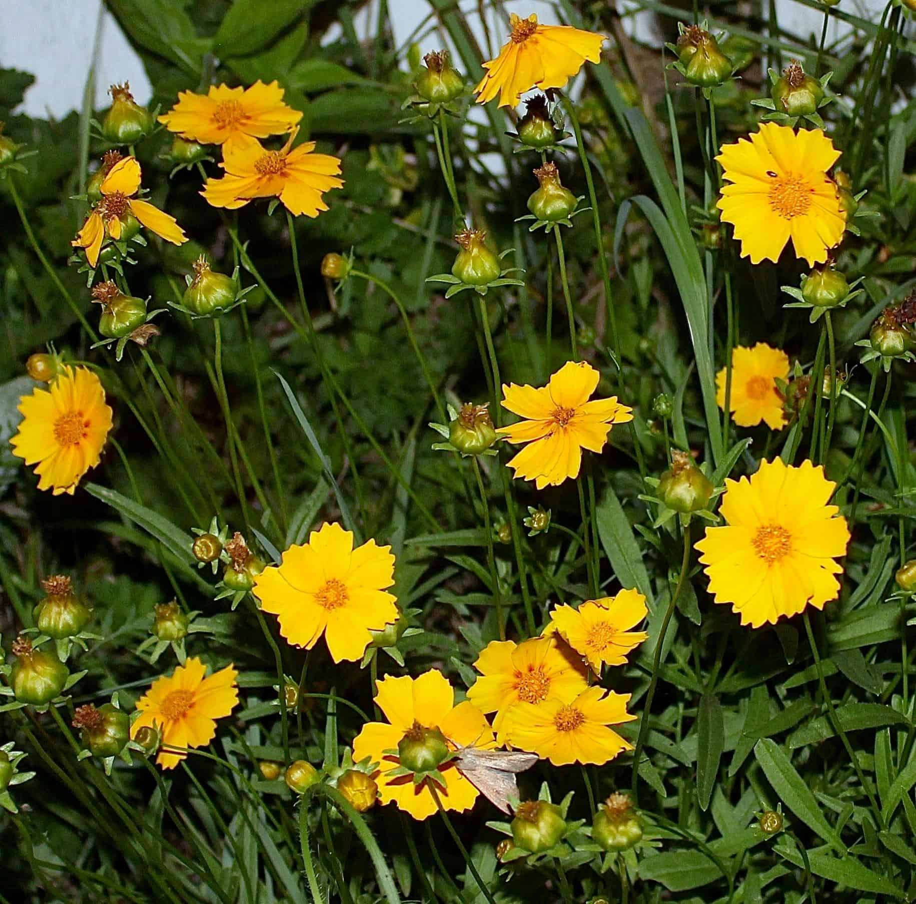 Yellow coreopsis flowers blooming in the Butterfly Garden.