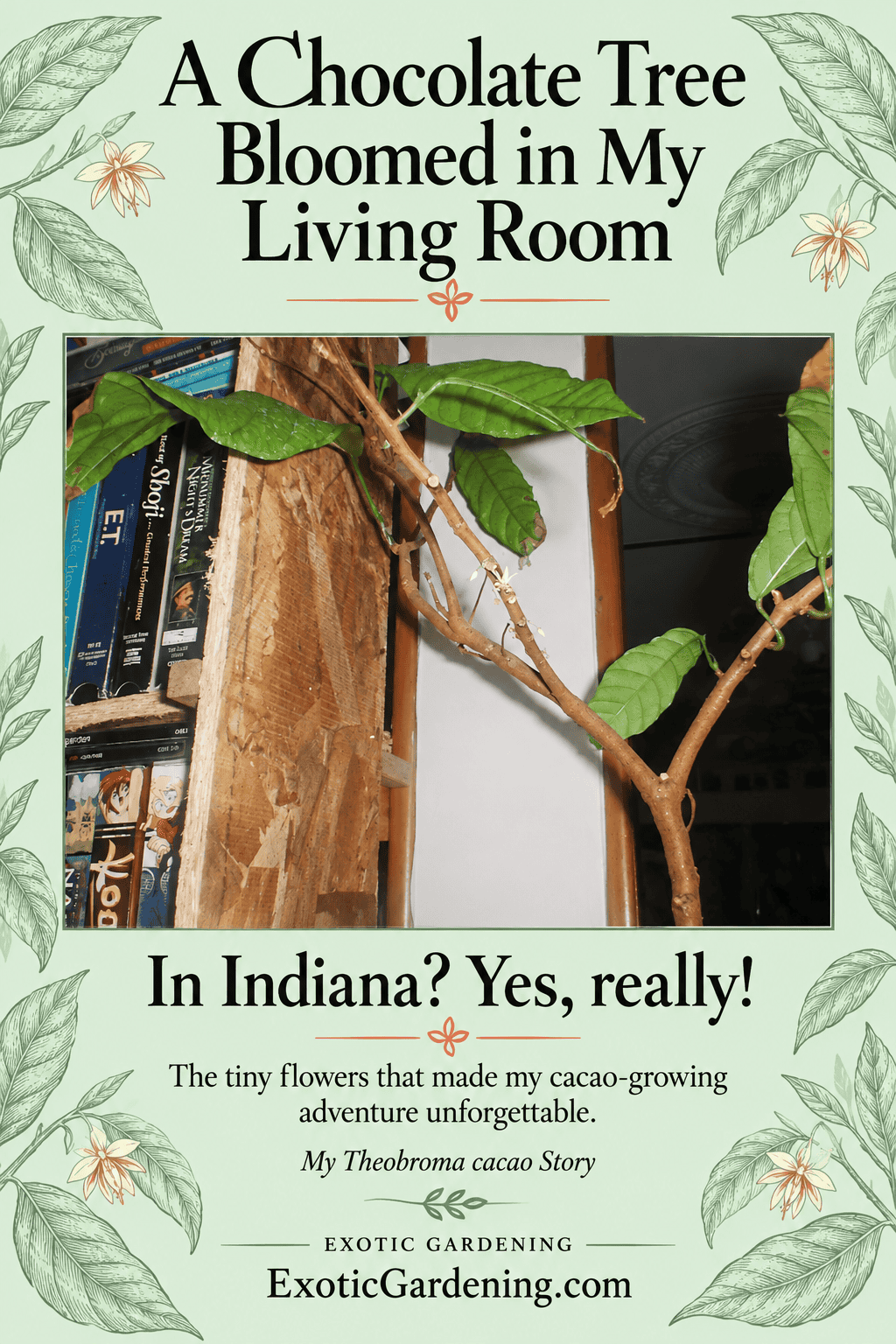 Small Theobroma cacao tree with tiny flowers on its branches in Sheri Ann Richerson's Indiana living room.