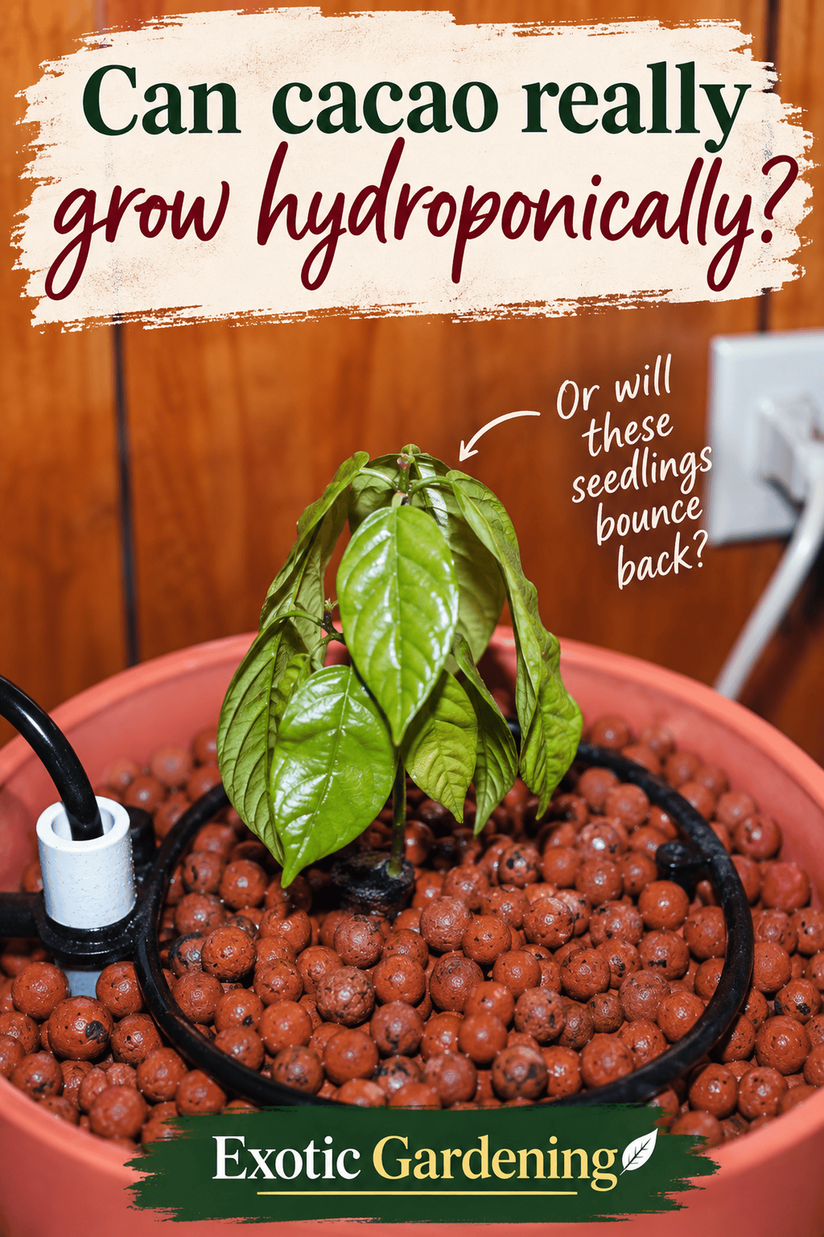growing theobroma cacao hydroponics Pinterest graphic - Exotic Gardening