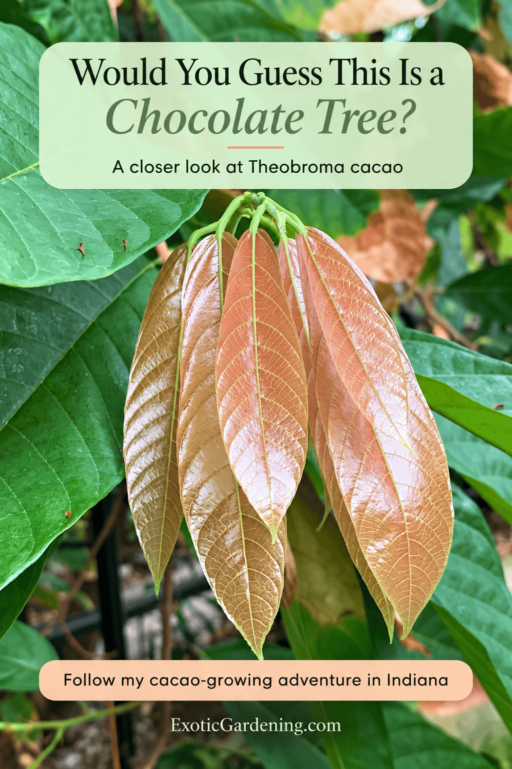 Copper-pink new cacao leaves among green foliage, with text asking whether this is a chocolate tree.