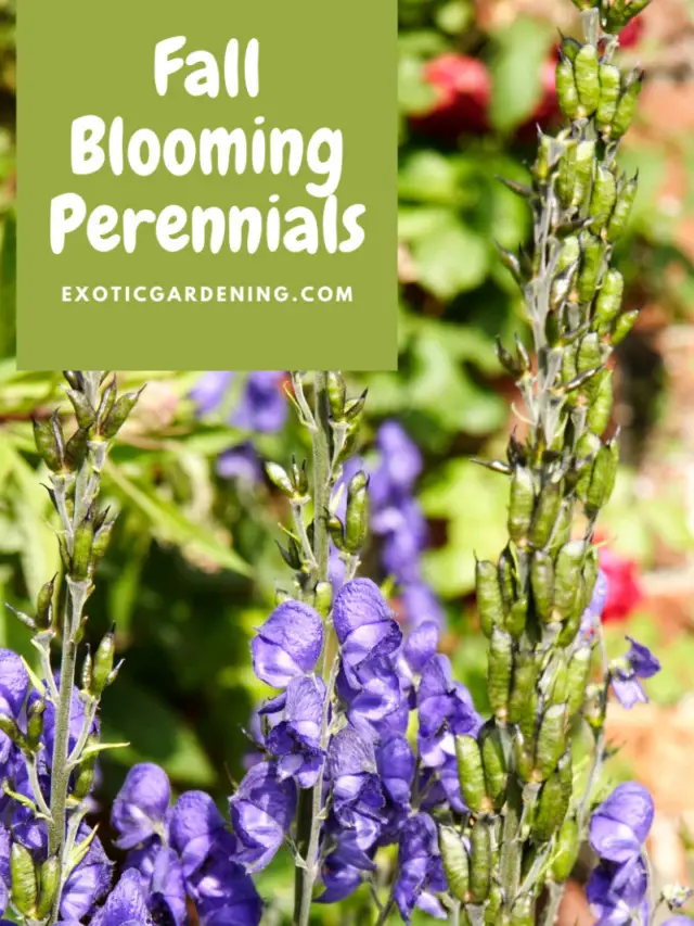 Fall Blooming Perennials Story