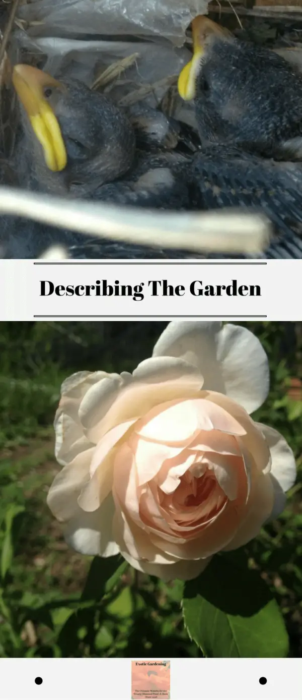 how to describe a garden creative writing