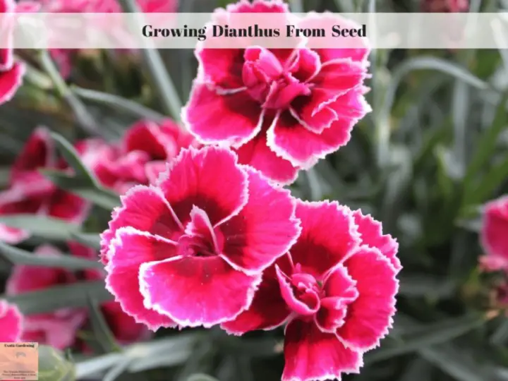 Growing Dianthus From Seed - Exotic Gardening