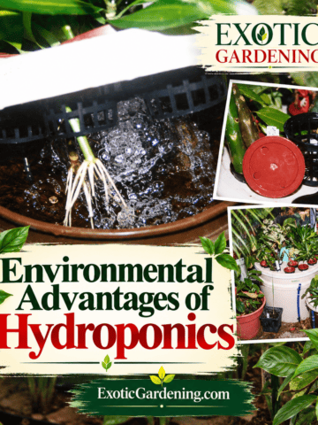 Environmental advantages of hydroponics gardening image - Exotic Gardening