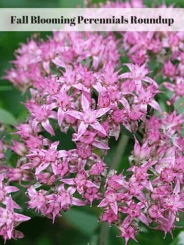 Fall Blooming Perennials Roundup