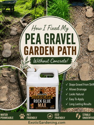 Before and after featured image showing a DIY pea gravel garden pathway makeover with sentimental stepping stones stabilized naturally without concrete.