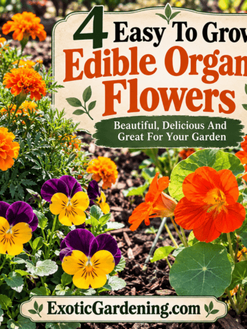 Garden-themed graphic featuring marigolds, pansies, violas and nasturtiums with the title 4 Easy To Grow Edible Organic Flowers.