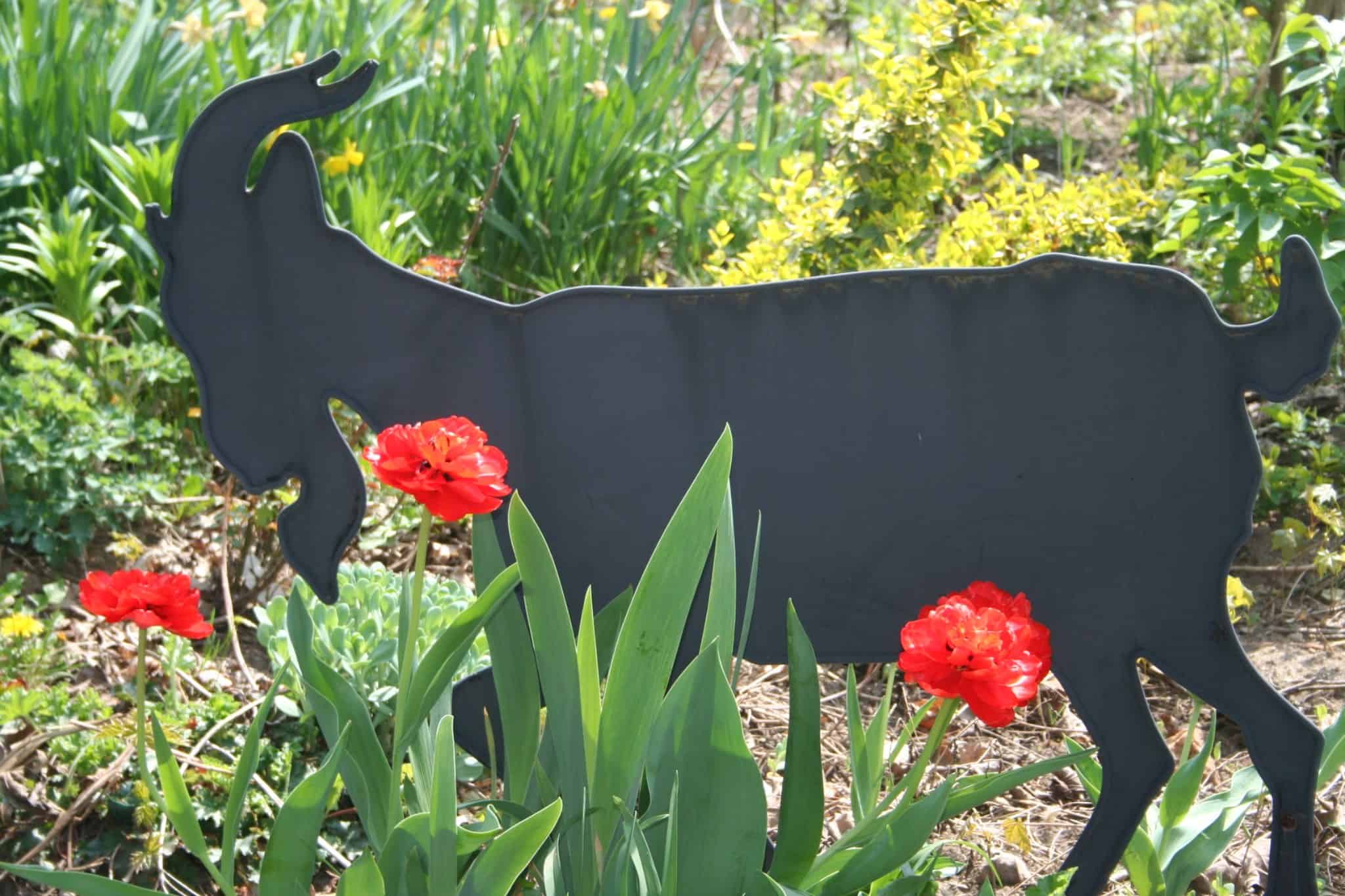 Black goat garden silhouette surrounded by red tulips in the Front Garden.