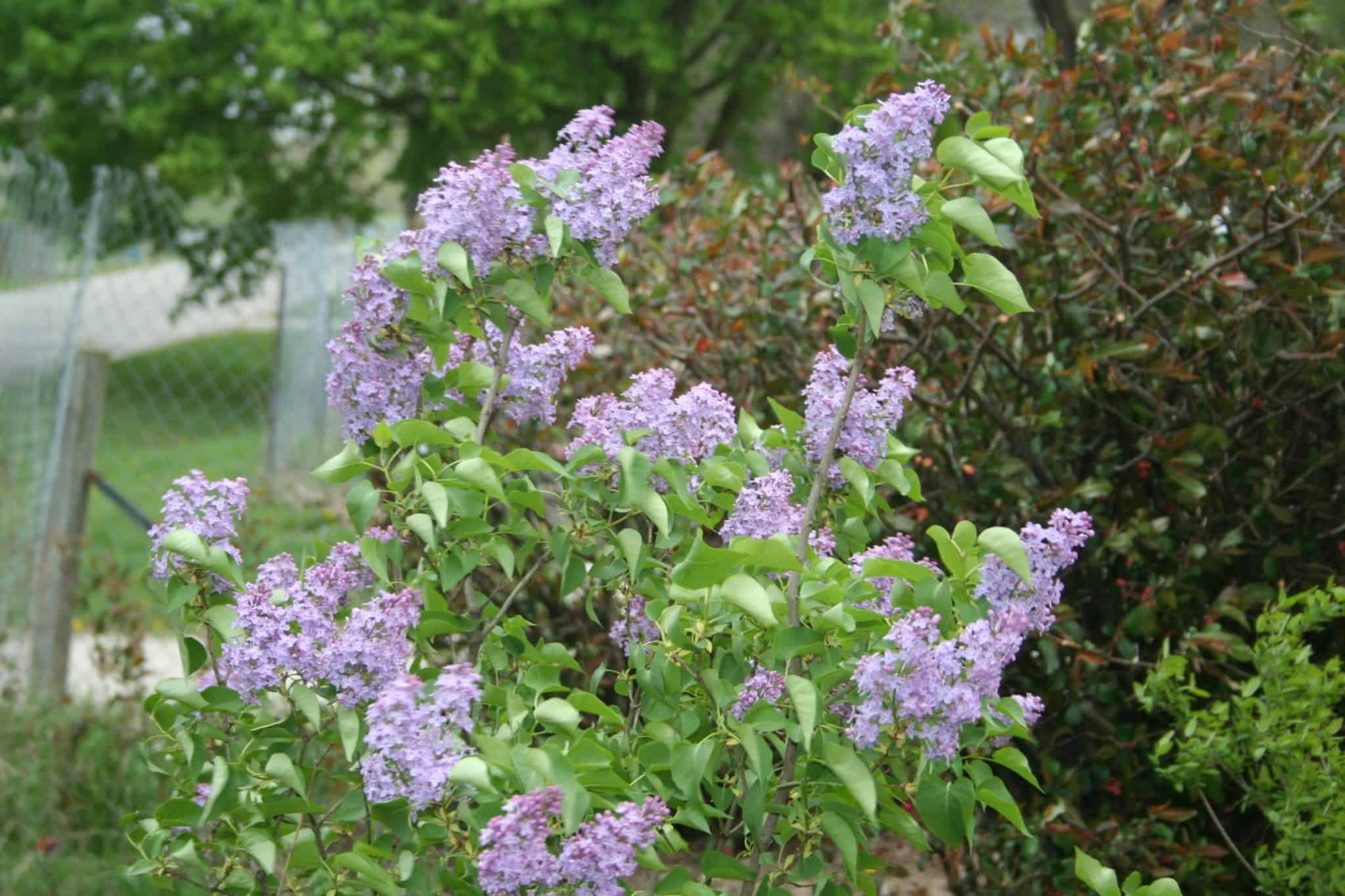 Lilac covered with pale purple flower clusters in the Front Garden.