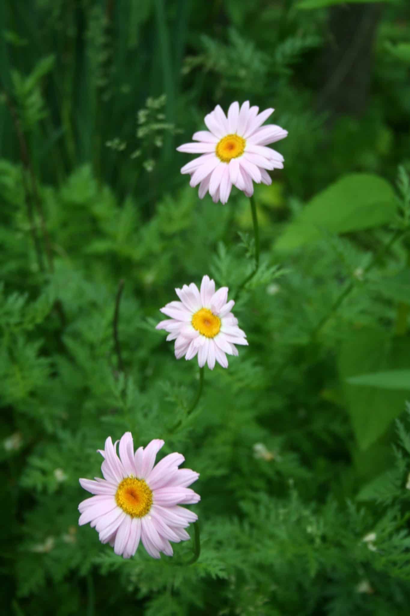 Pale pink daisy-like flowers blooming among green foliage in the Front Garden.
