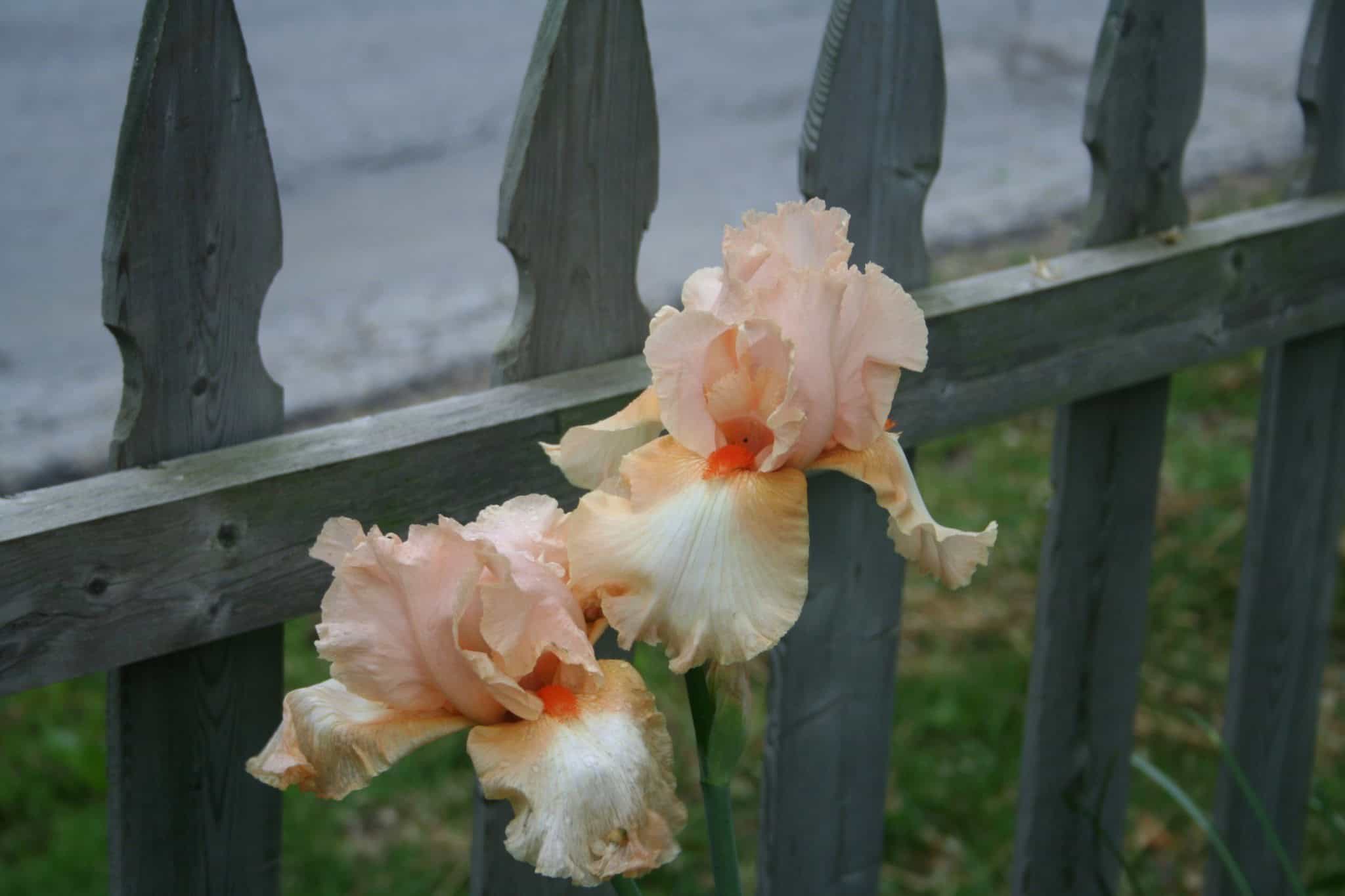 Peach-colored bearded iris blooming beside a wooden fence in the Front Garden.