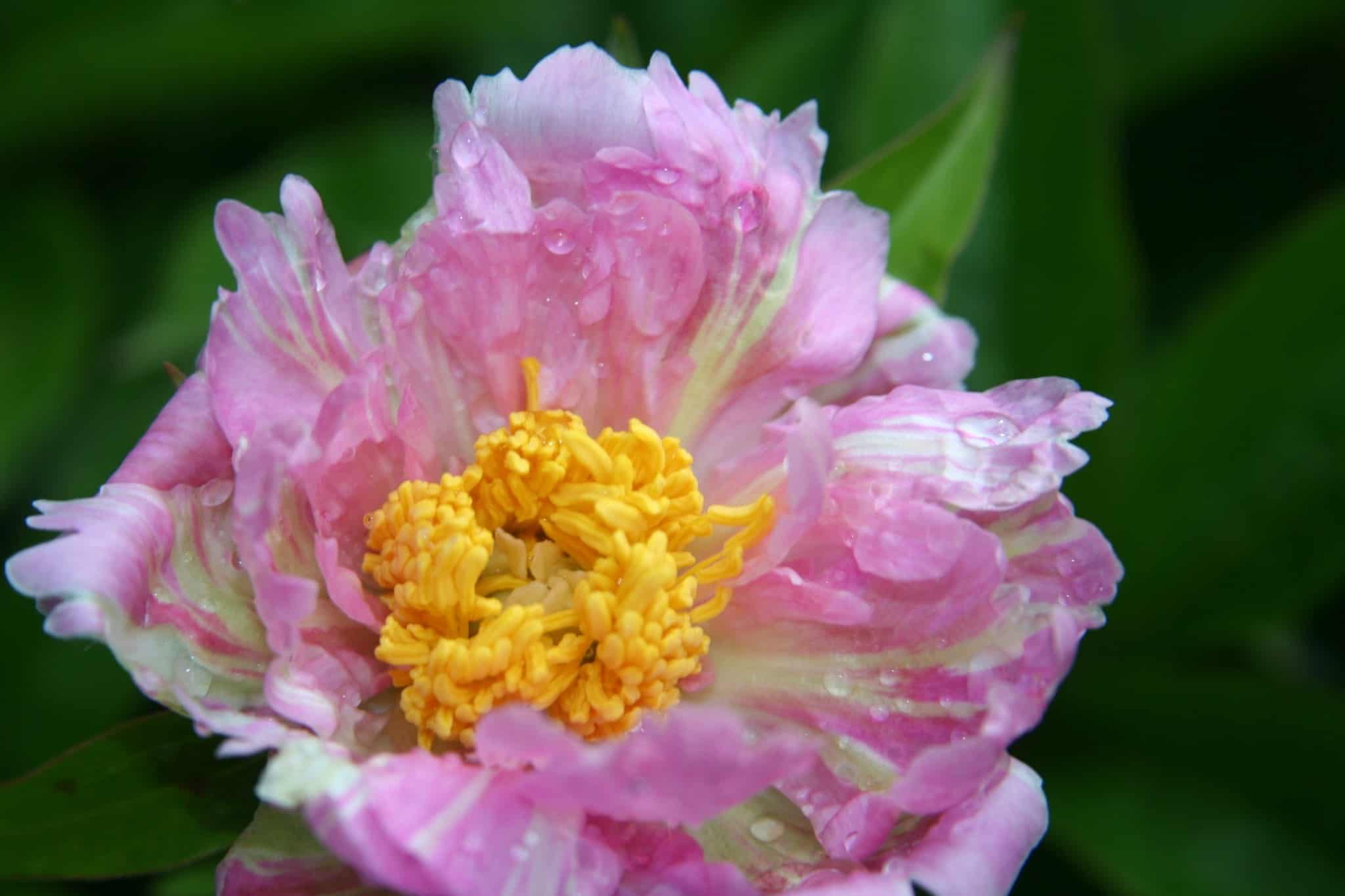 Pink peony bloom with water droplets on its petals in the Front Garden.