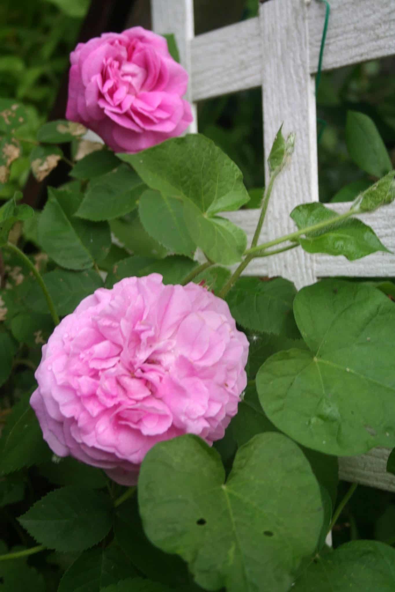 Pink roses blooming against a white garden trellis in the Front Garden.