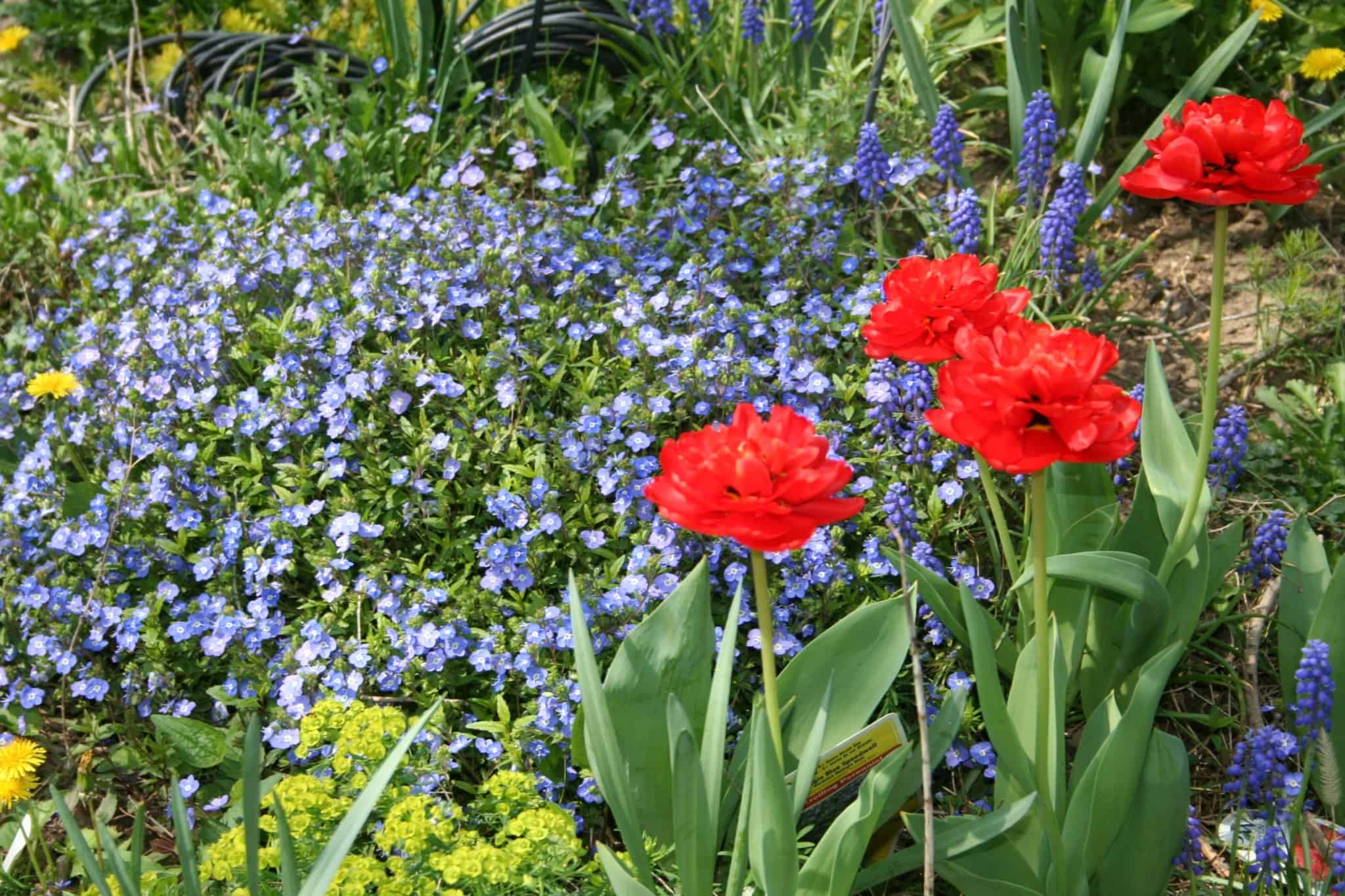 Red double tulips rising above blue spring flowers in the Front Garden.