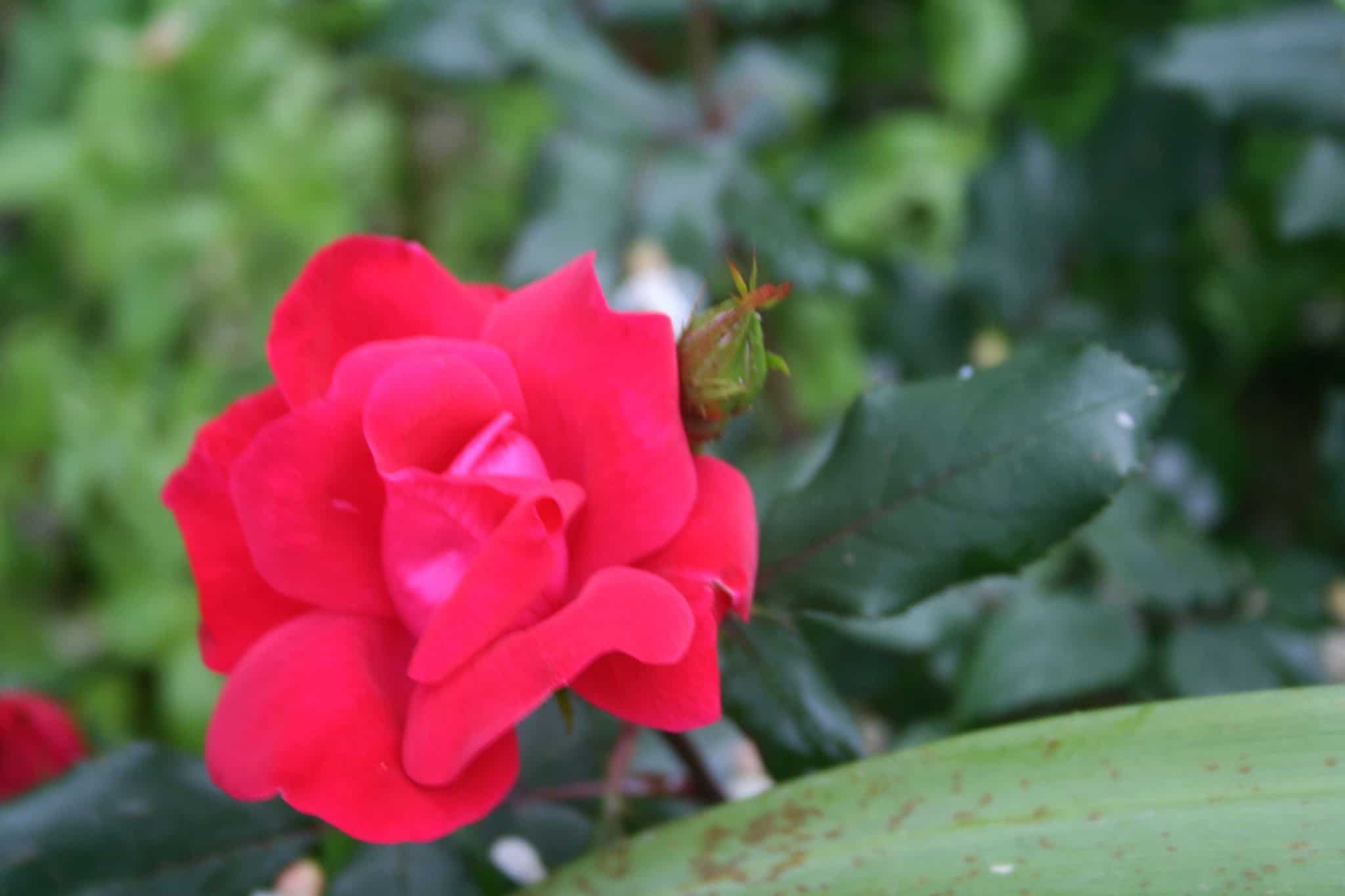 Red rose blooming in the Front Garden at Exotic Gardening Farm and Wildlife Habitat.