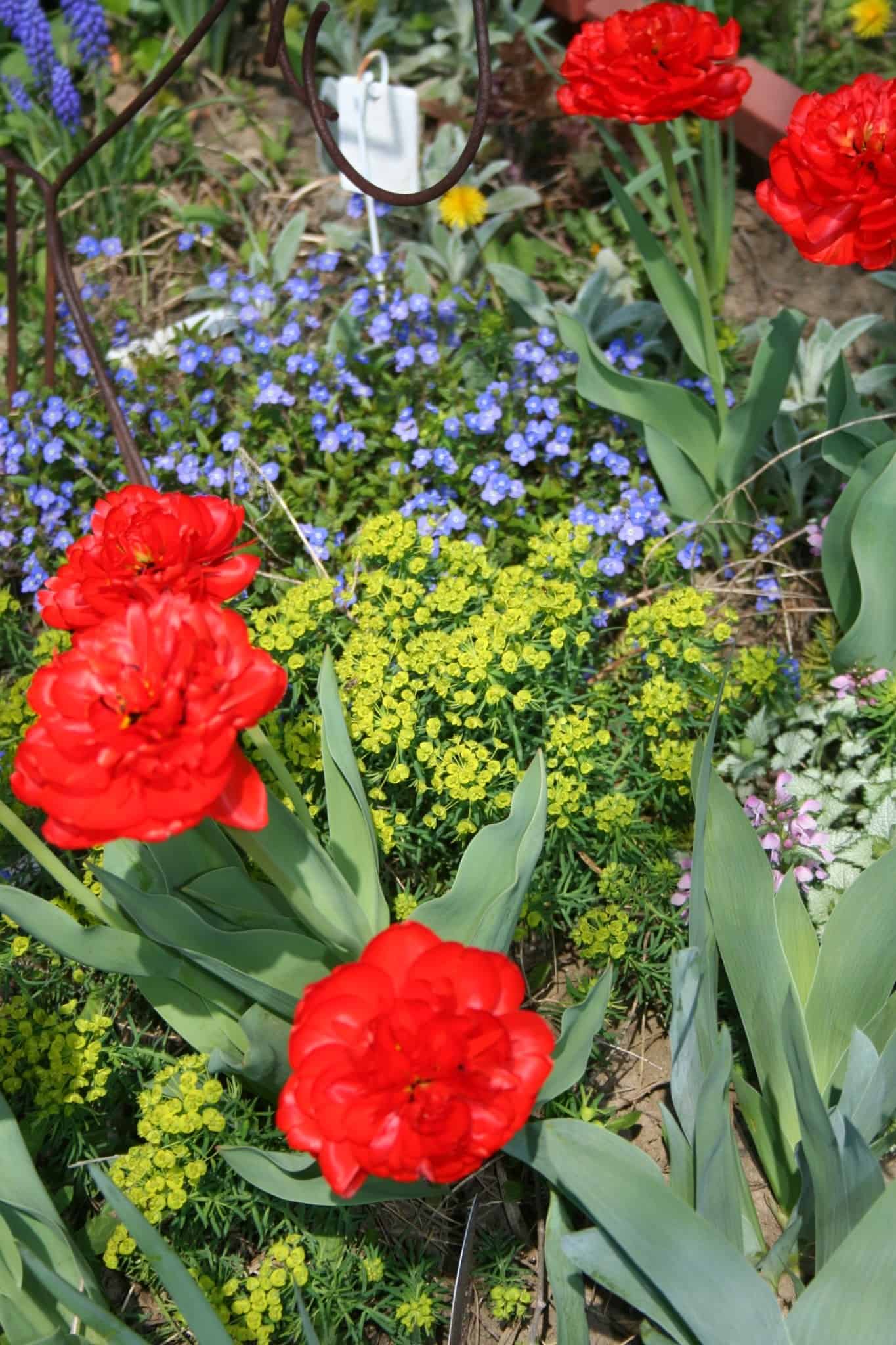 Red tulips, blue flowers and chartreuse euphorbia growing together in the Front Garden.