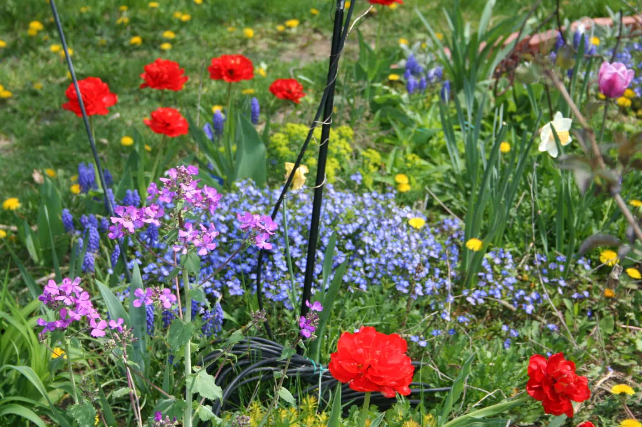 Mixed spring planting of tulips, daffodils, grape hyacinths and blue flowers in the Front Garden at Exotic Gardening Farm and Wildlife Habitat.