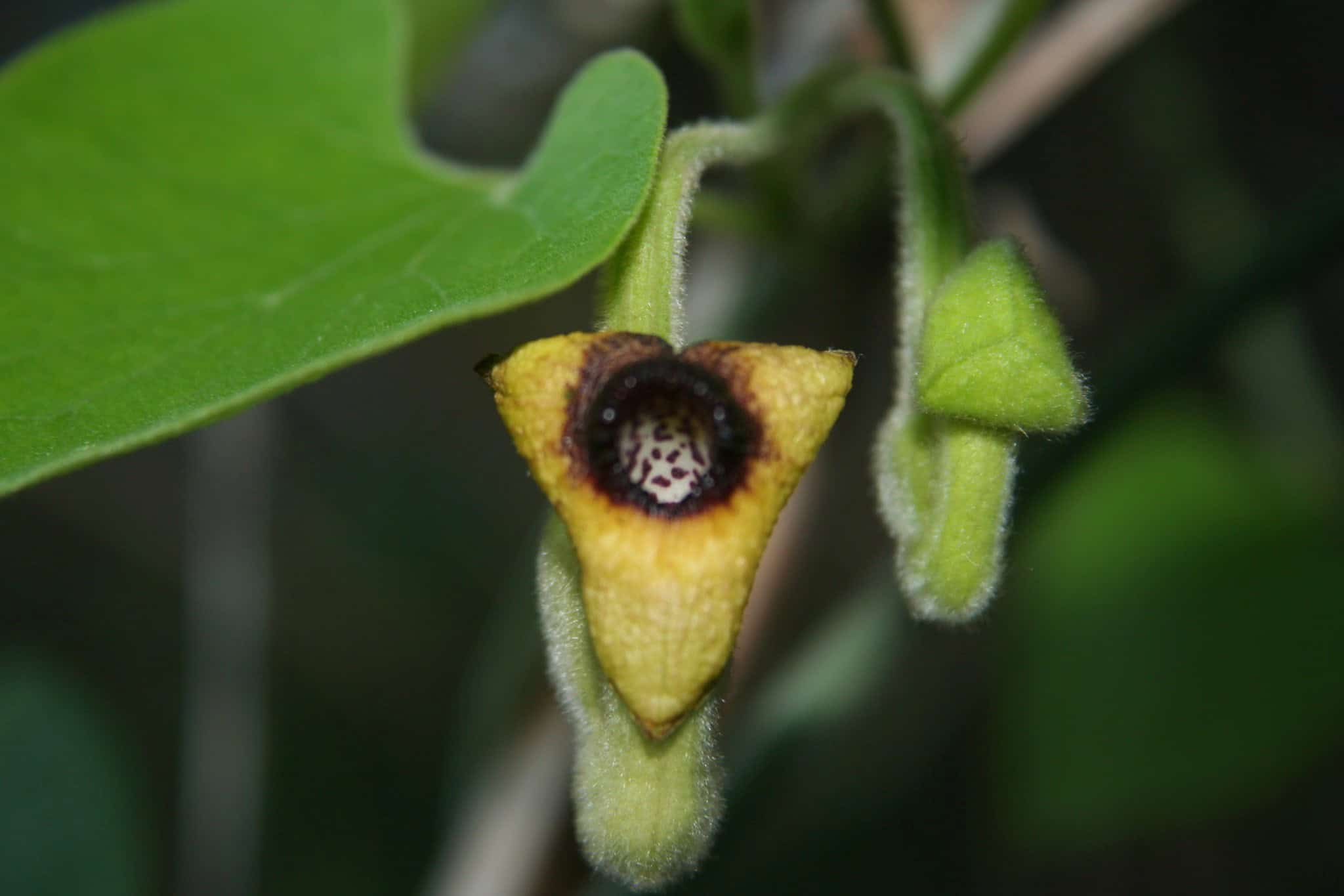 Unusual Aristolochia-type flower growing in the Front Garden.