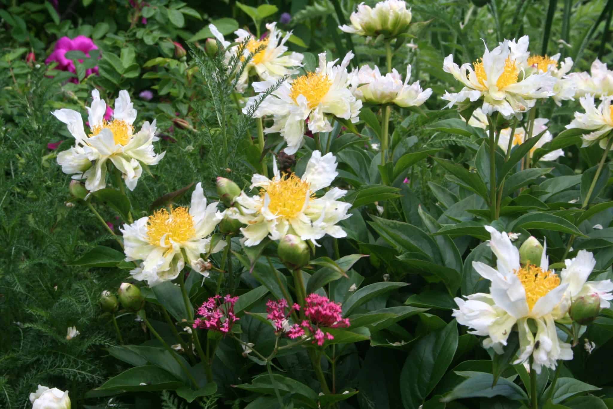 Creamy white peonies in full bloom in the Front Garden.