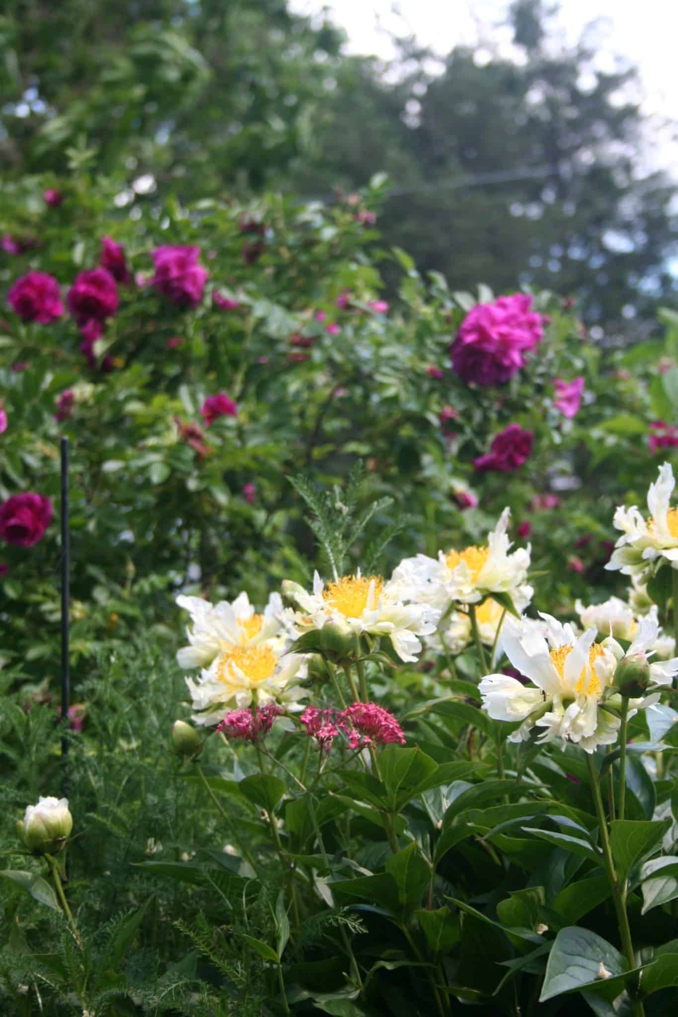 White peonies and roses growing together in a densely layered planting in the Front Garden.