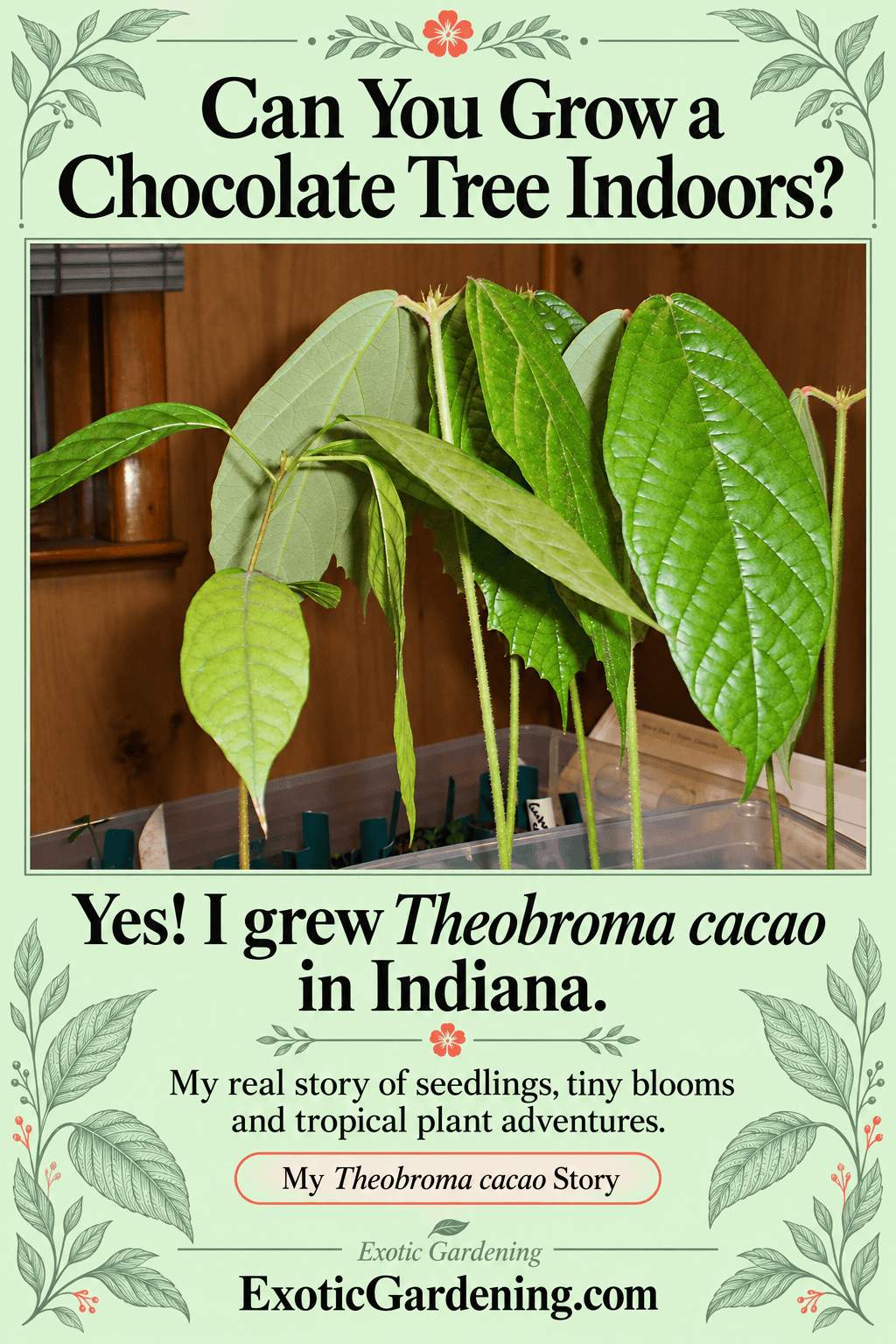 Theobroma cacao seedlings growing indoors, with text asking whether a chocolate tree can grow indoors.