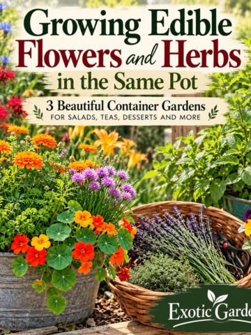 Featured graphic for Growing Edible Flowers and Herbs in the Same Pot from Exotic Gardening.