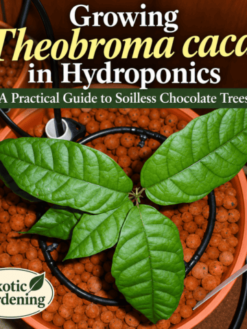 Growing cacao hydroponically gardening image - Exotic Gardening