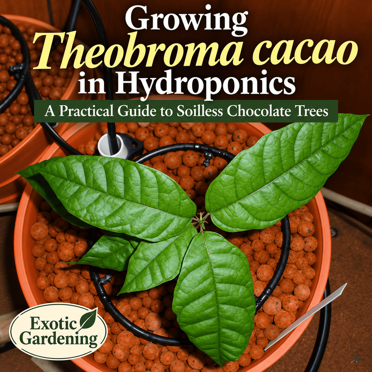 growing theobroma cacao hydroponics featured image - Exotic Gardening