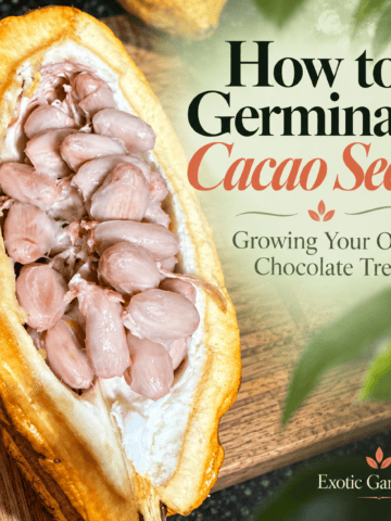 Opened cacao pod beside the title How to Germinate Cacao Seeds: Growing Your Own Chocolate Tree.