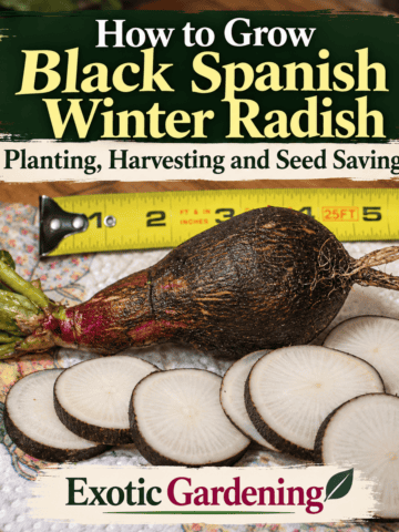 Black Spanish winter radish growing and harvesting - Exotic Gardening Pinterest image