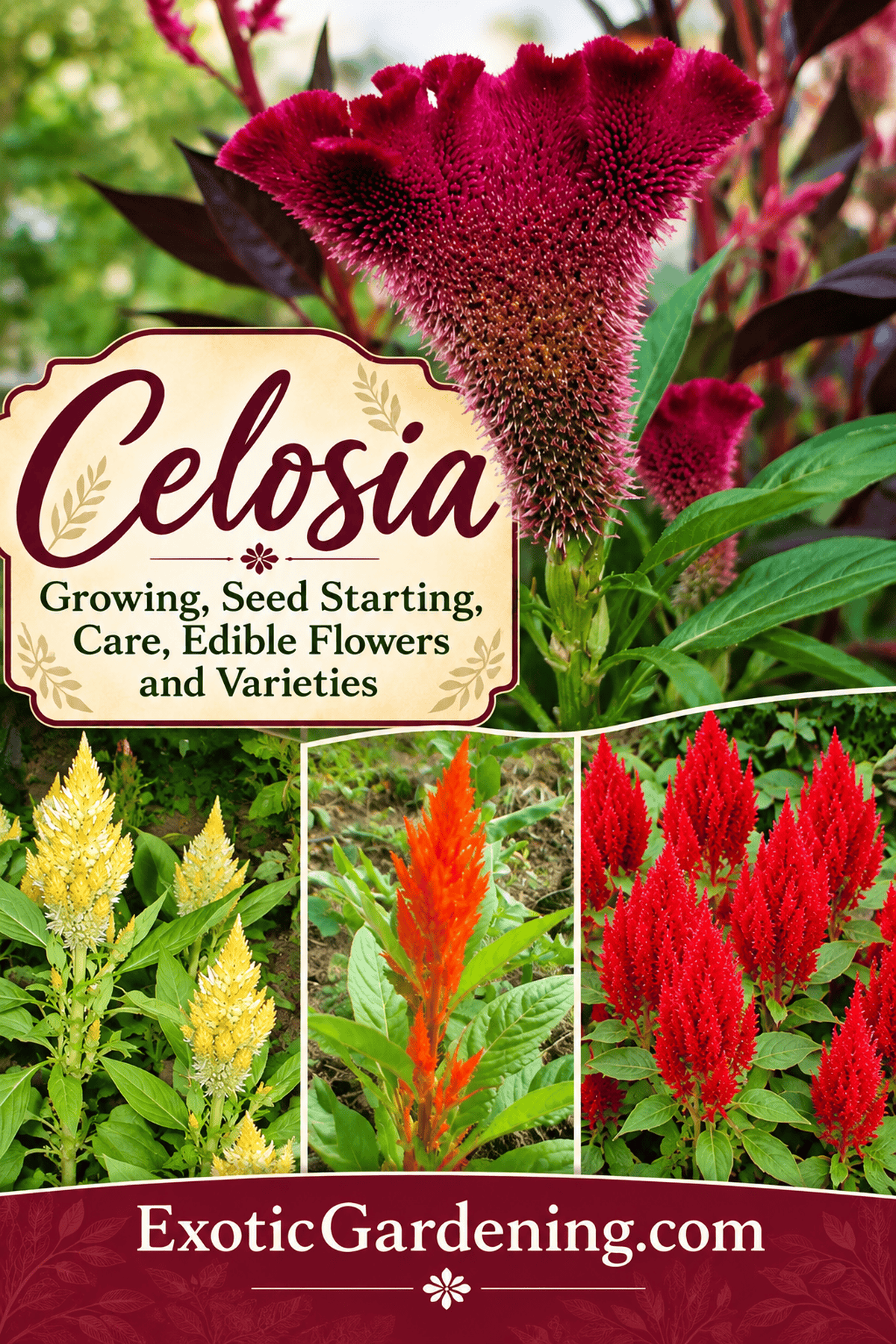 How to grow celosia from seed - flower types, care and edible uses, Exotic Gardening