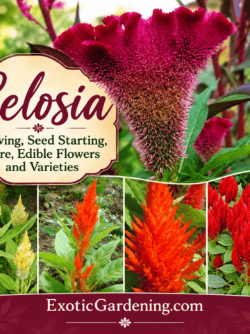 Celosia growing from seed and flowers - Exotic Gardening Pinterest image