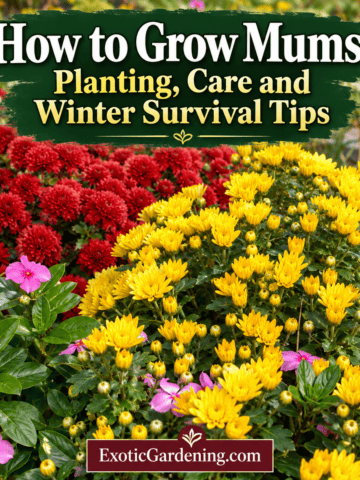 Red and yellow chrysanthemums in a fall garden with the title How to Grow Mums: Planting, Care and Winter Survival Tips