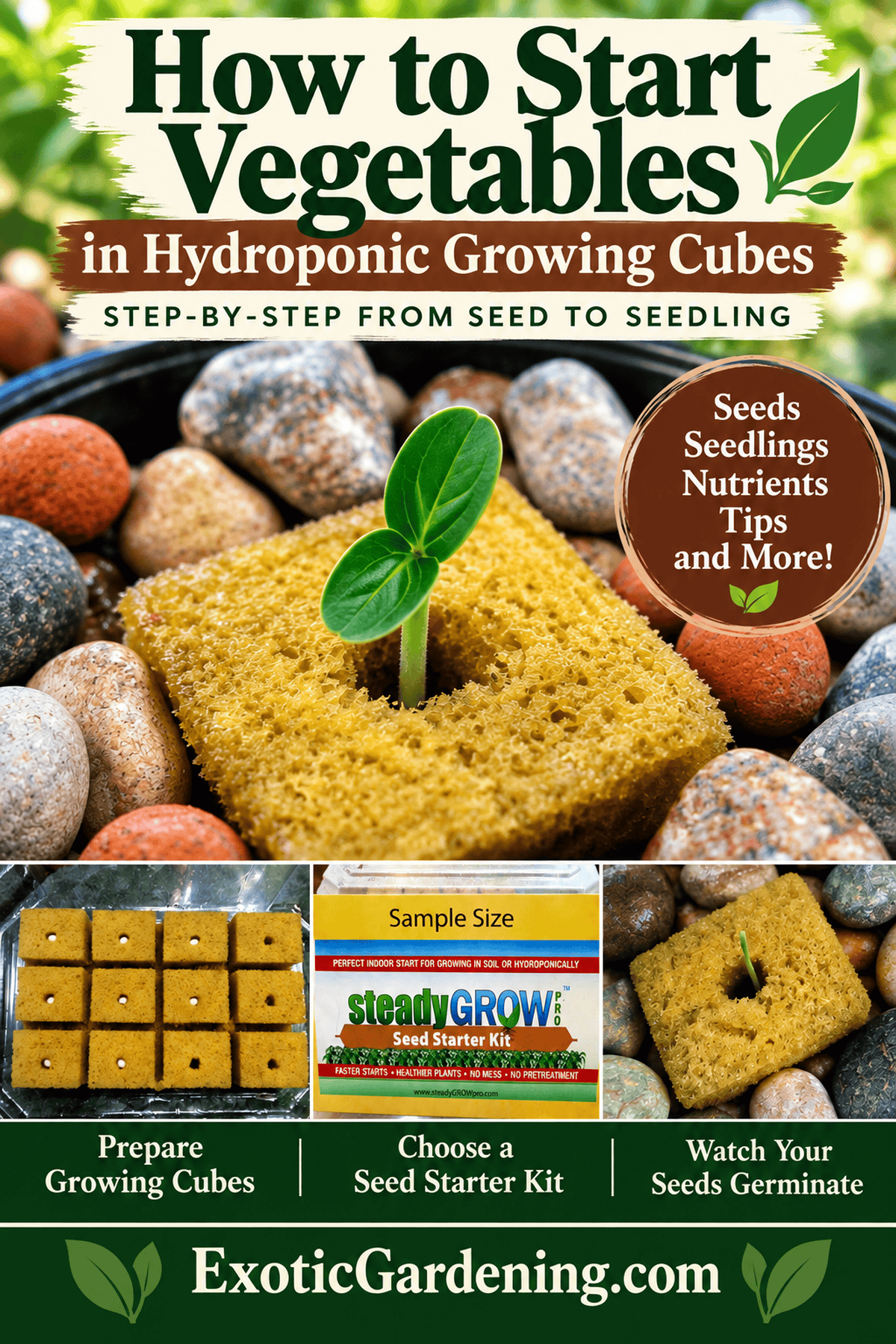 How to start vegetables in hydroponic growing cubes, showing seed-starting cubes and a germinating seedling - Exotic Gardening