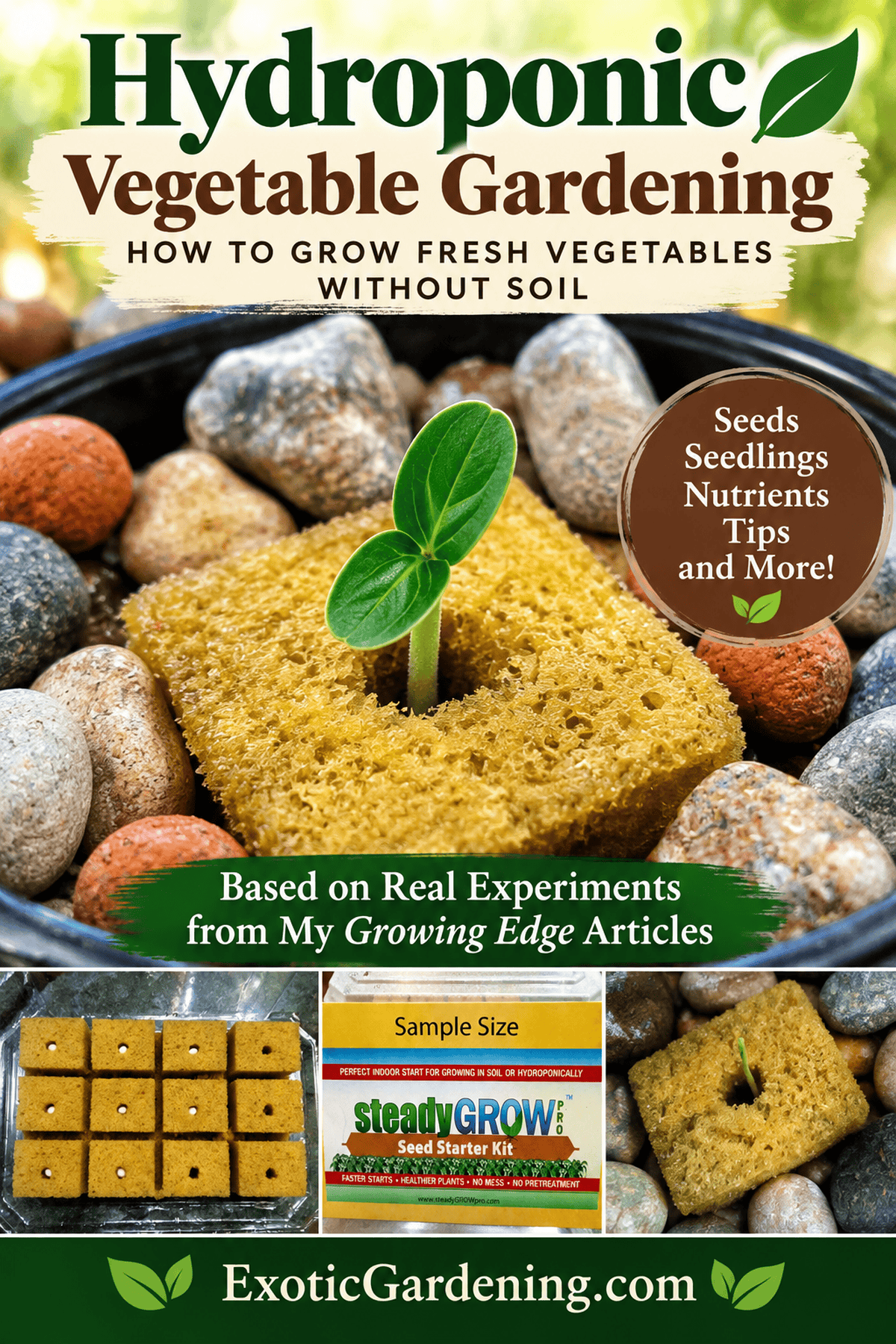 Hydroponic vegetable gardening Pinterest guide with a seedling in a growing cube, seeds and practical growing tips - Exotic Gardening