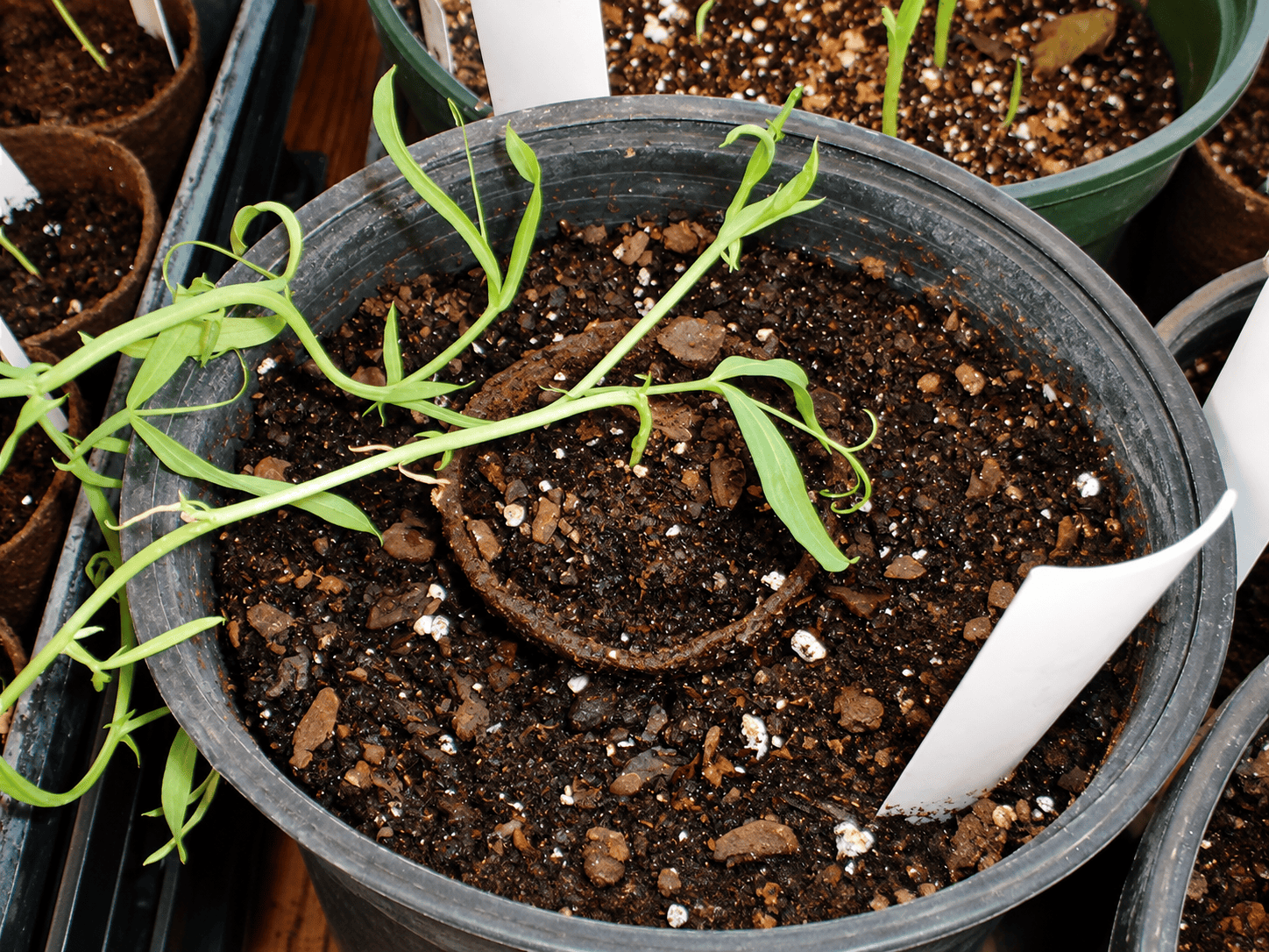 Leggy seedlings with elongated pale stems caused by insufficient light, photographed in December 2003