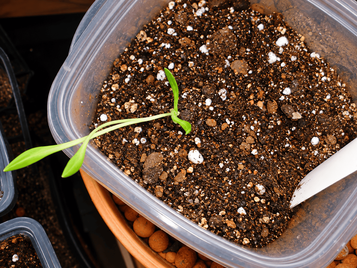 Young leggy seedling stretching across a germination container after insufficient light, December 2003