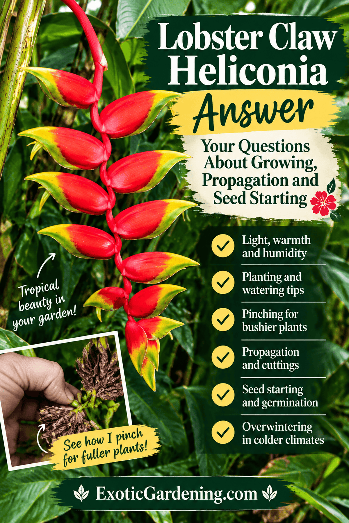 Pinterest infographic featuring red and yellow lobster claw heliconia and a checklist of growing, planting, propagation, seed starting and overwintering tips.