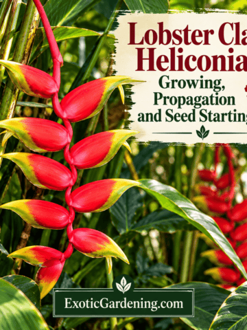 Red and yellow pendant lobster claw heliconia flowers with the title Lobster Claw Heliconia: Growing, Propagation and Seed Starting and ExoticGardening.com branding.