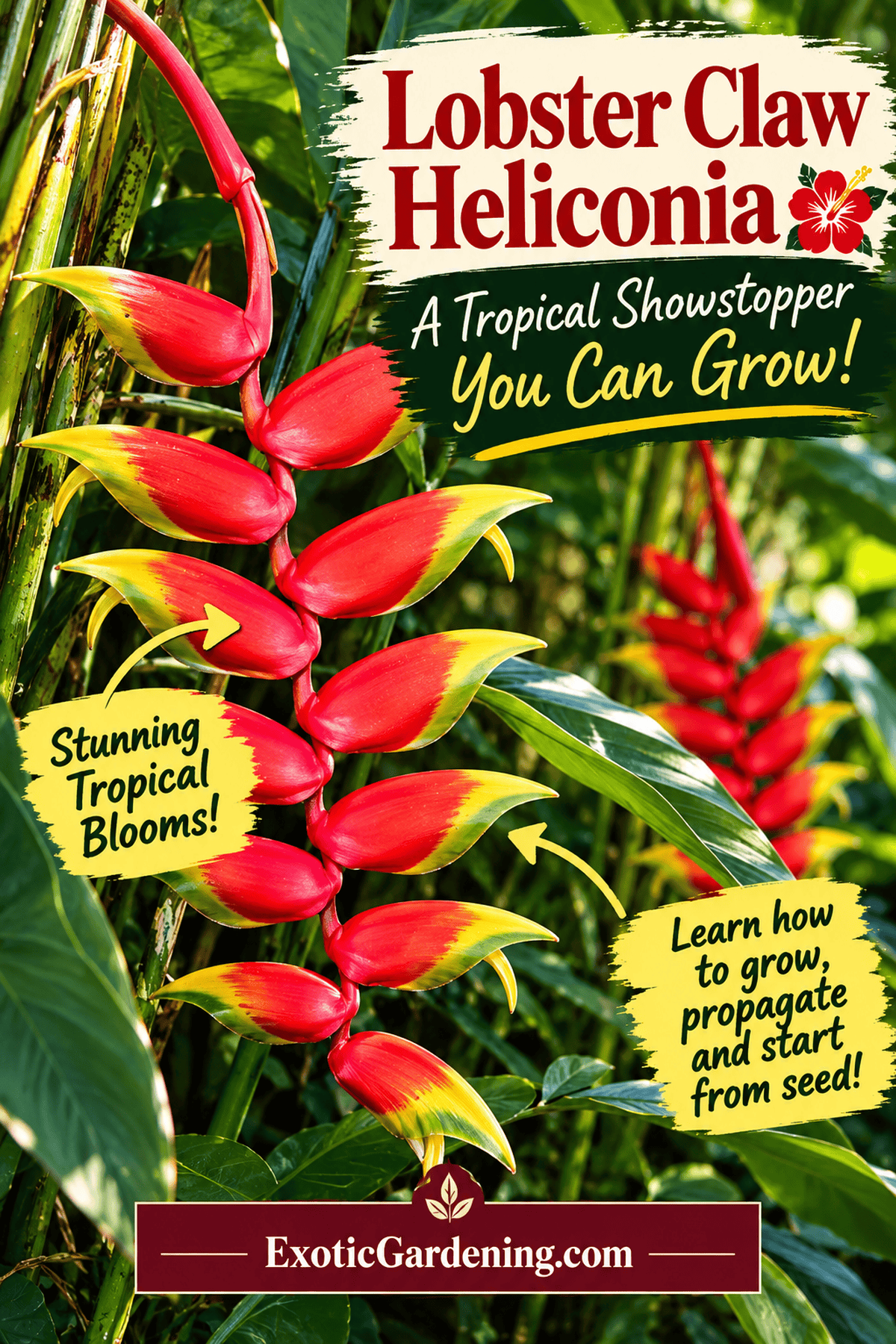 Close-up of red and yellow hanging lobster claw heliconia bracts with text inviting gardeners to learn how to grow, propagate and start heliconia from seed.