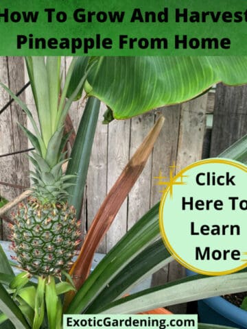 Pineapple plant growing indoors, tropical fruit gardening, exotic fruit harvest, home pineapple cultivation, exotic gardening tips.