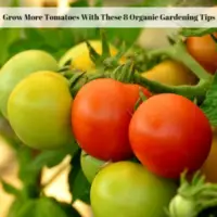 Tips For Growing An Abundance Of Heirloom Tomatoes - Exotic Gardening