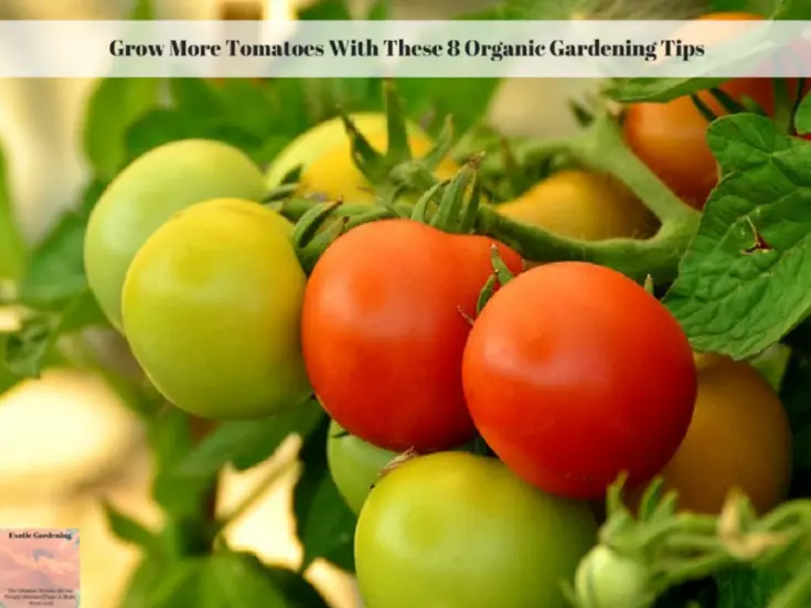 Grow More Tomatoes With These 8 Organic Gardening Tips - Exotic Gardening